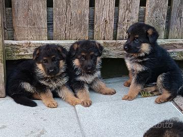 Cuccioli di pastore tedesco