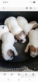 Jack russell 