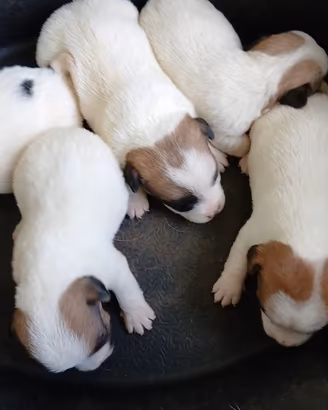 Jack russell 
