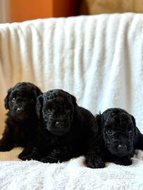 Cuccioli di barboncino toy phantom