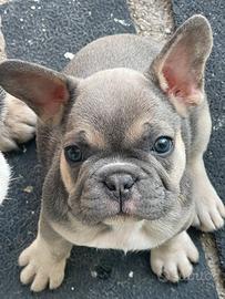 Bulldog francese