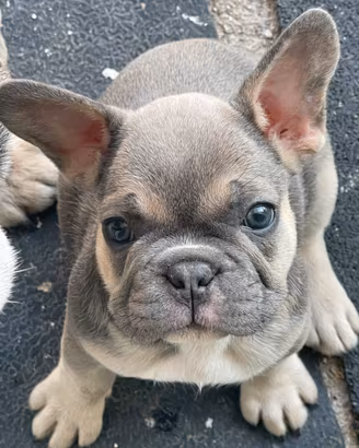 Bulldog francese