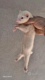 Furetti