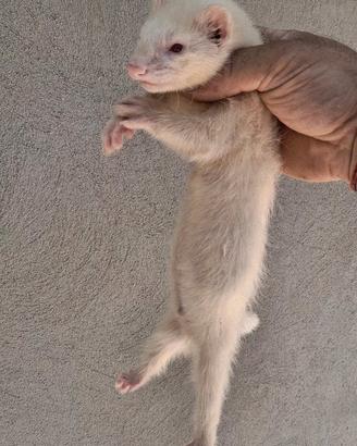 Furetti