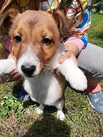 Cucciolo Jack Russell