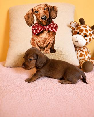 Cuccioli di bassotto a pelo lungo