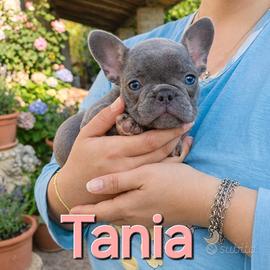 Cuccioli bulldog francese esotici