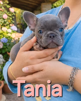 Cuccioli bulldog francese esotici