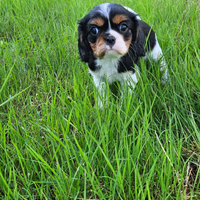 Cavalier king charles spaniel tricolor