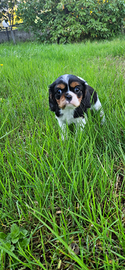 Cavalier king charles spaniel tricolor