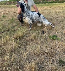 Setter Inglese