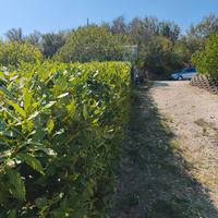 Servizi di giardinaggio
