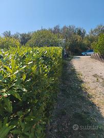 Servizi di giardinaggio