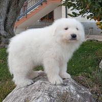 Cucciola di pastore Maremmano Abruzzese