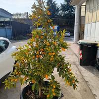 pianta mandarino cinese