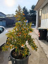 pianta mandarino cinese