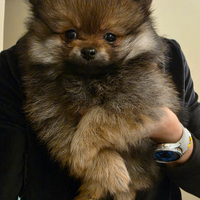 Cucciolo spitz tedesco piccolo