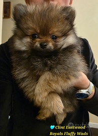 Cucciolo spitz tedesco piccolo