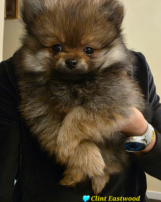 Cucciolo spitz tedesco piccolo