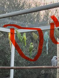 Parrocchetti dal collare