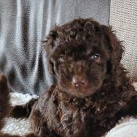 Cuccioli barboncini toy cioco maschi femmine