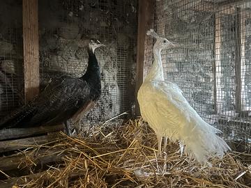 Pavoni e avicoli ornamentali