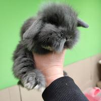 Coniglio ariete blu di Vienna