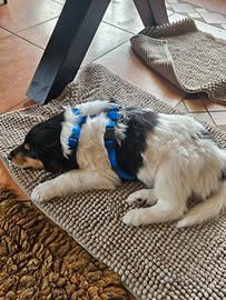 Cucciolo Collie pastore scozzese