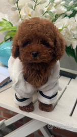 Barboncina toy 2.5 mesi