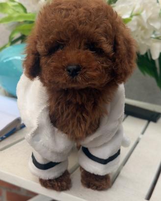 Barboncina toy 2.5 mesi