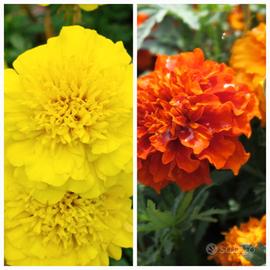 Semi di Tagete doppio in mix giallo e arancione