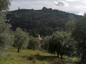 Uliveto ai piedi del Castello di S.Tommaso dAquino