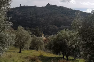 Uliveto ai piedi del Castello di S.Tommaso dAquino