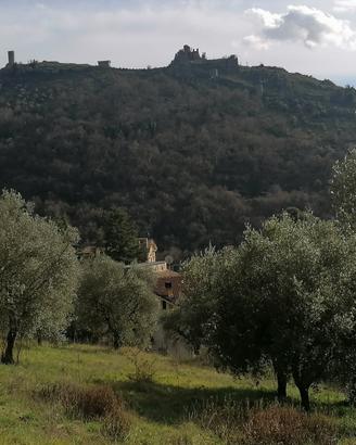 Uliveto ai piedi del Castello di S.Tommaso dAquino