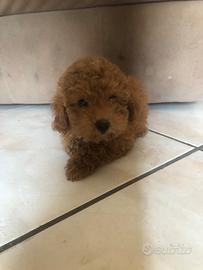 BARBoNCINo toy red rosso