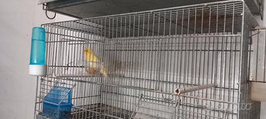 Coppia di canarini 2025