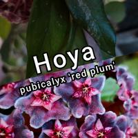 🌿 Hoya – Piante da collezione