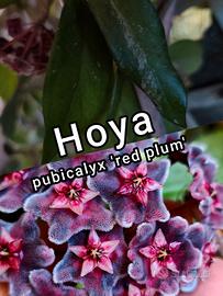 🌿 Hoya – Piante da collezione