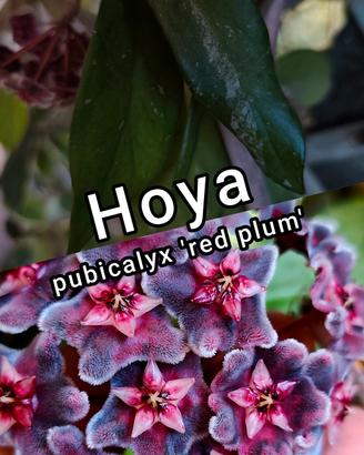 🌿 Hoya – Piante da collezione