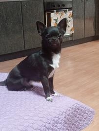 Chihuahua