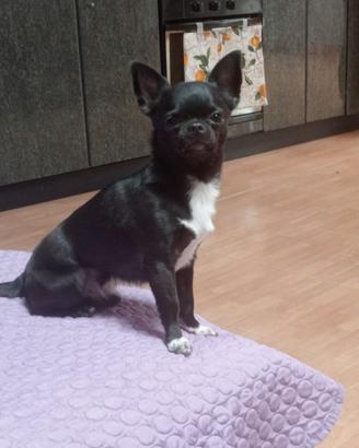 Chihuahua