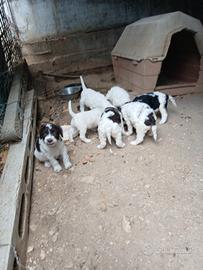 Cuccioli lagotto springher
