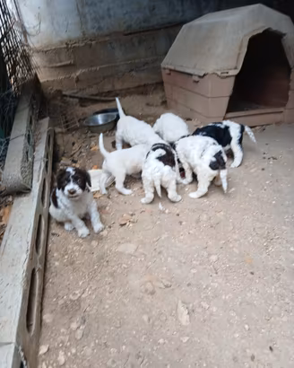 Cuccioli lagotto springher