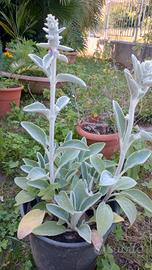 pianta dal fiore rosa