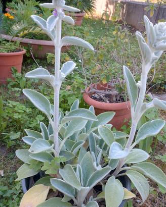pianta dal fiore rosa