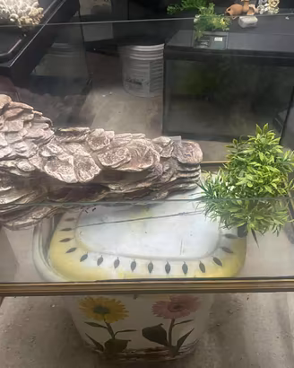 Tartarughiera / Acquario in Vetro con Roccia