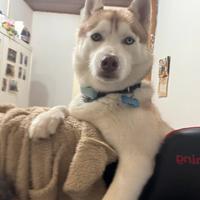 Husky disponibile per la monta