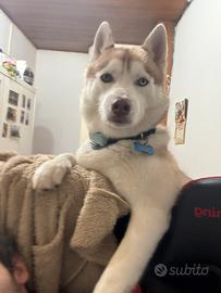 Husky disponibile per la monta