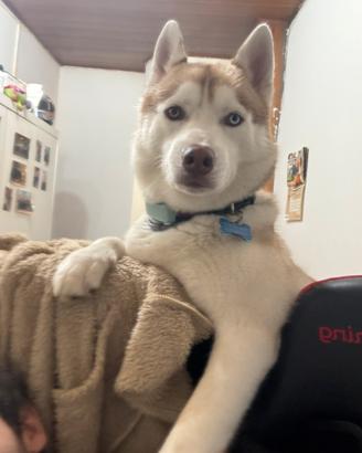 Husky disponibile per la monta