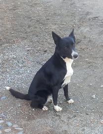 Cane border collie